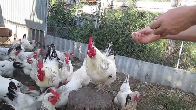 Адлер Серебристый! Лучший Петух моего птичьего хозяйства! смотреть онлайн