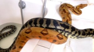 ЗМЕЯ ТОНЕТ В ВАННОЙ