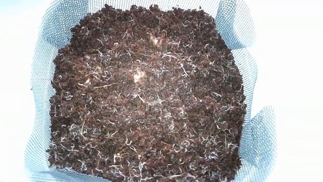 Разведение живых кормов смотреть онлайн