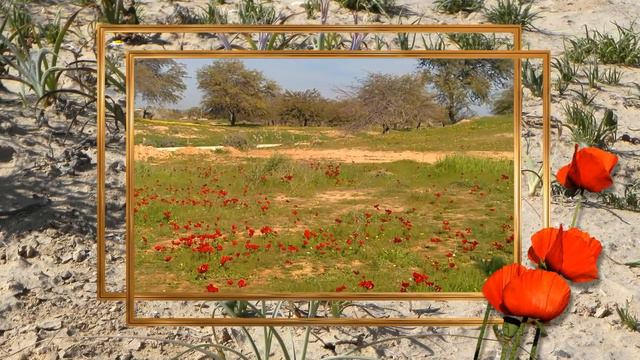 Весна в пустыне Негев смотреть онлайн