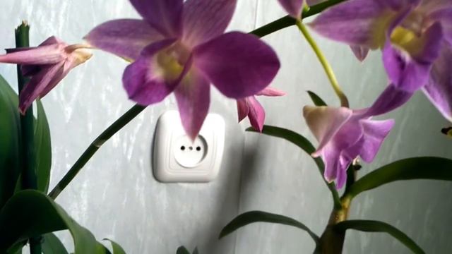 Дендрофаленопсис-новинка и домашние. смотреть онлайн