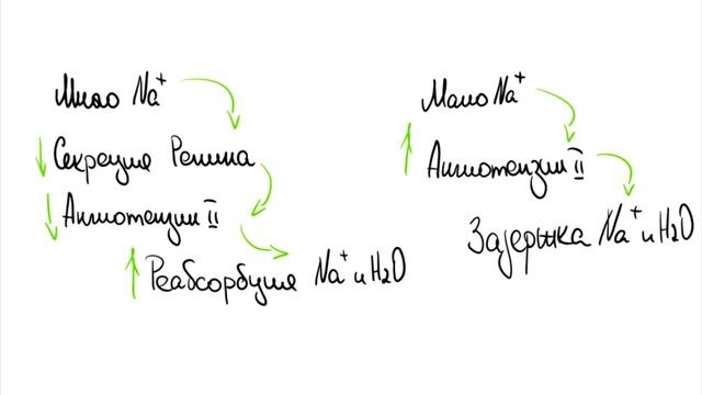 Лекция 12. Разбавление мочи, Кислотно-основный баланс. Нормальная физиология. смотреть онлайн