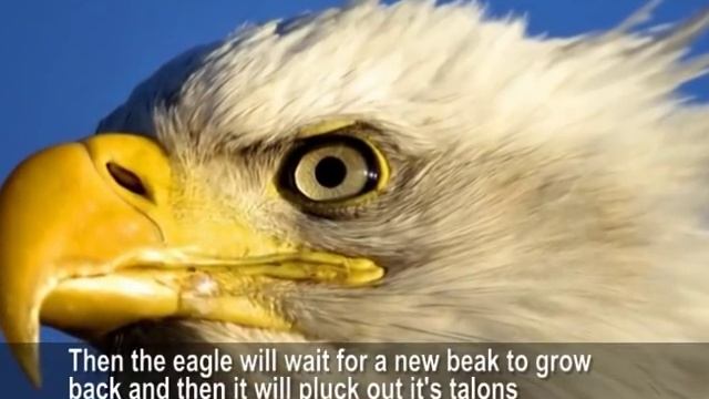 Inspiring Eagle Story