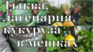 Растим в МЕШКАХ: Тыква, лагенария, кукуруза // Pumpkin, gourd, corn in bags / Огород в контейнерах
