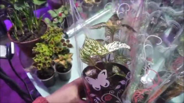 Упаковка комнатных горшечных цветов для продажи на праздники смотреть онлайн
