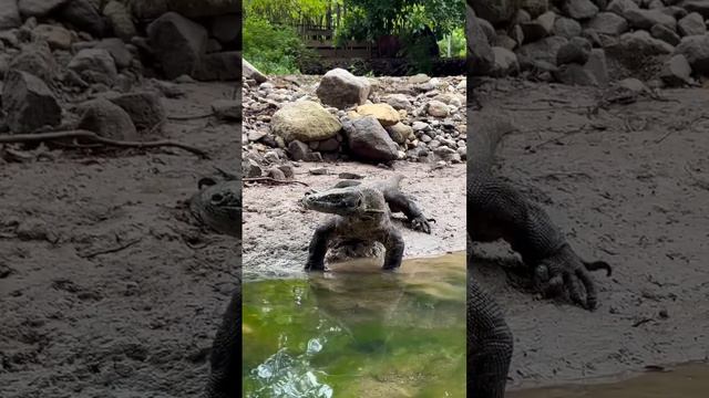 Komodo Vs Electric Eel смотреть онлайн
