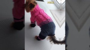 Комбинезон для йорка спицами#dog clothes#
