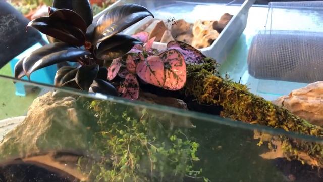 fish tank terrarium arrangement смотреть онлайн