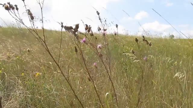 Сплавы по р.Псёл с "Вiдчайдухами" смотреть онлайн