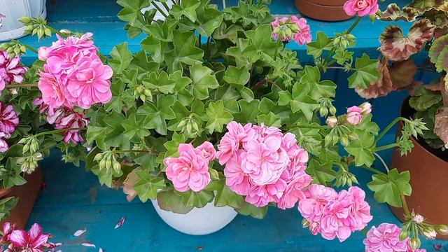 Обзор пеларгоний. смотреть онлайн