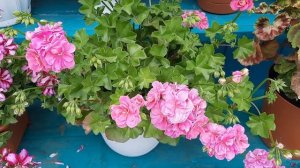 Обзор пеларгоний.