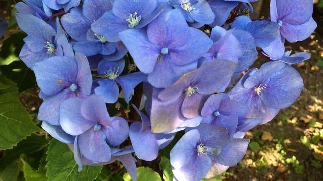 Blue Hydrangea macrophylla (Hortensia) In Garden #hydrangea #macrophylla #hortensia #gardening смотреть онлайн