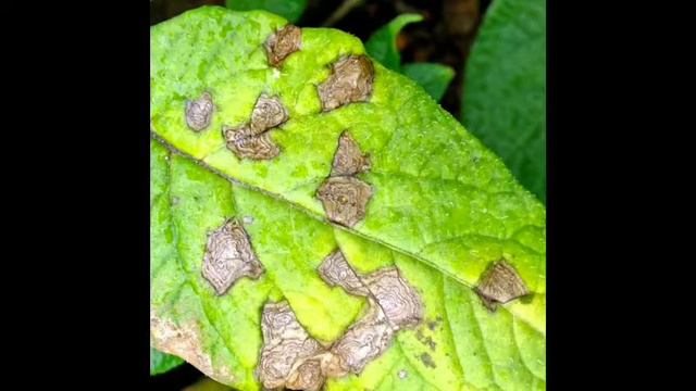Root Rot Treatment || Root Rot in Apple tree || Root Rot in adenium || Best method to treat Root Ro смотреть онлайн