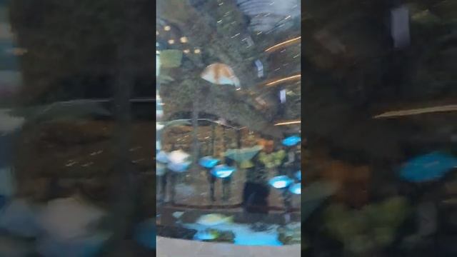 20-ти метровый аквариум в ТЦ АВИАПАРК смотреть онлайн