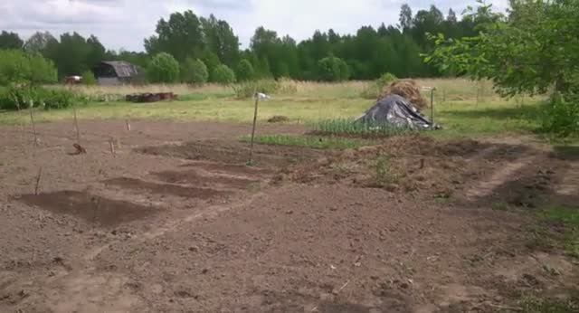 Очередное архивное видео из летописи проекта Сапуново. Весенние посадки. Посадили разное. 24052018.