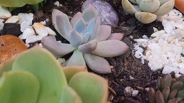 SUCULENTAS mellow yellow e lemon rosé -Belíssimos arranjos смотреть онлайн