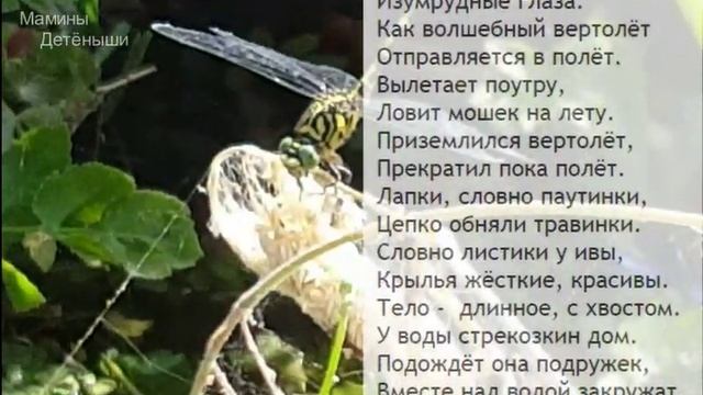 Веселые детские стихи про стрекоз для малышей 3-4 лет и дошкольников смотреть онлайн