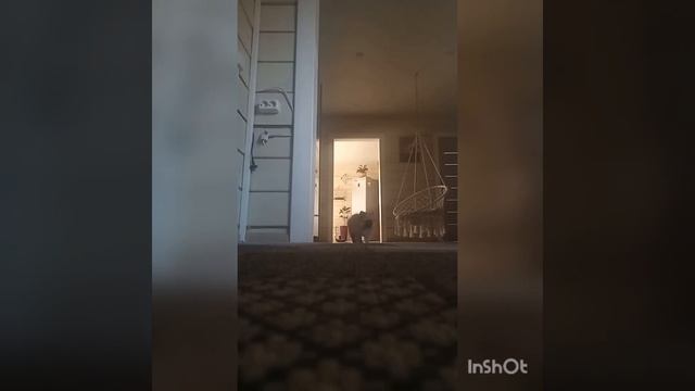 поставь лайк подпишись на канал камера видео наблюдение за собаками часть 1 смотреть онлайн