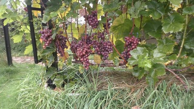 Вновь затяжные дожди. Как трещит сорт Виктория смотреть онлайн