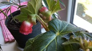 МОЯ КЛУБНЕВАЯ БЕГОНИЯ FIMBRIATA! РОЗОВАЯ! ДАЛА БУТОНЫ! ПЕРВЫЙ ОПЫТ ВЫРАЩИВАНИЯ! ФИКУС В ЭВАКУАЦИИ!