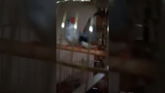 Австралийские воробьи. смотреть онлайн