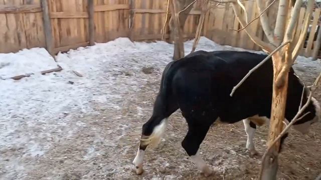 Откорм быков. Бык породы Симментал #быки #телята #откорм_быков #bull #big_bull #farm . смотреть онлайн
