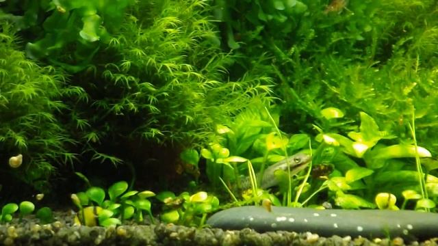 Креветочник 35 литров.Чернолинейные бычки смотреть онлайн