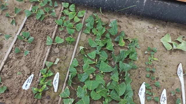 Пересадка гортензий из череночника. смотреть онлайн