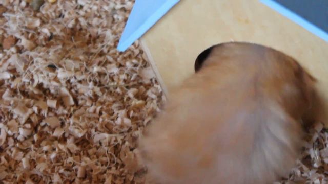 Нюша не хочет жить с шиншиллами смотреть онлайн