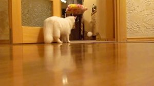 Щенок Кавалер-кинг-чарльз-спаниеля и кошка