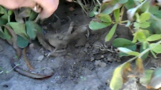 Арахис смотреть онлайн
