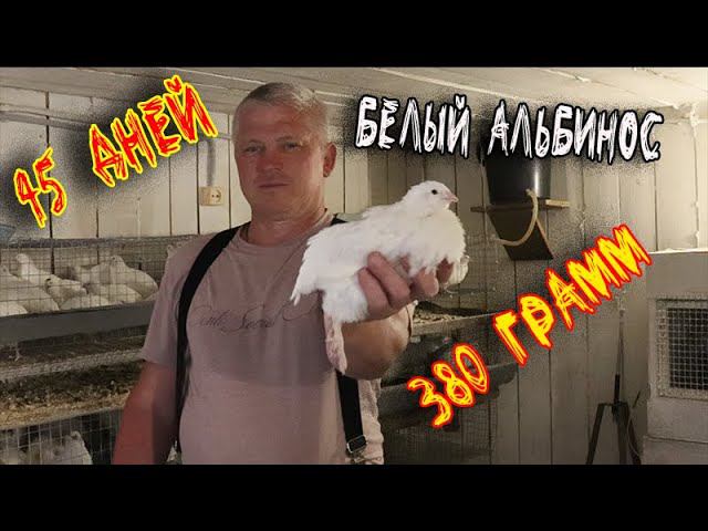 Белый Альбинос 45 дней Забойный вес Как отличить самца от самки смотреть онлайн