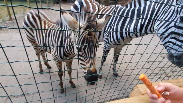 Острова Муху и Сааремаа. Часть 1.