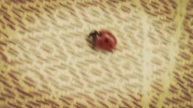 БОЖЬЯ КОРОВКА ВЫЛЕЗЛА ПОСЛЕ СПЯЧКИ!