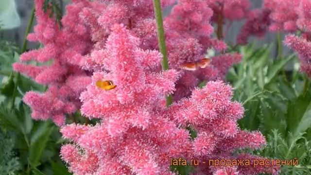 Астильба японская Кёльн (astilbe japonica keln) ? Кёльн обзор: как сажать, рассада астильбы Кёльн смотреть онлайн