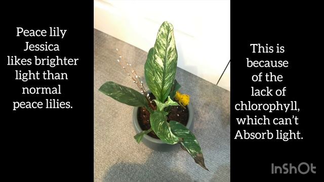 Variegated Peace lily Care #houseplant смотреть онлайн