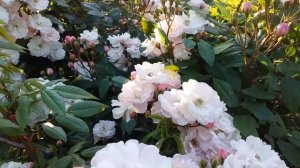 Роза Жан Стэфен -мускусный гибрид пышное цветение!!!???????