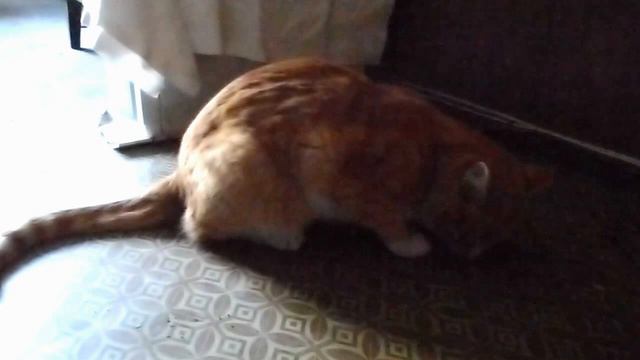 Бориска и валерьянка смотреть онлайн