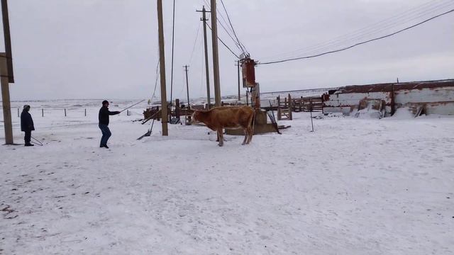 Не взять быка за рога