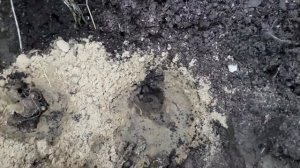 Каллы корневые - посадка в грунт через стрессовую ситуацию. Просто и понятно.