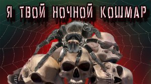 Lasiodora parahybana паук для новичка??? кормление ,пересадка.