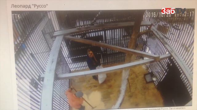 Работники зоопарка убрались в вольере леопарда перед приездом ЗабТВ смотреть онлайн