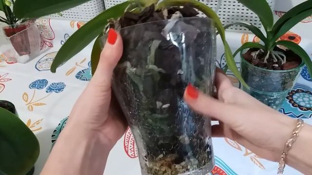 Адаптация азиатских фаленопсисов!!!! Замечательные результаты закрытой системы!!! смотреть онлайн