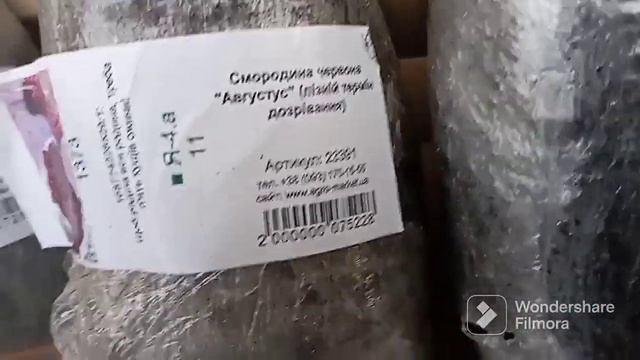 "Отзыв Агромаркет (відгук)" Agro-Market™ НАЙКРАЩИЙ онлайн-магазин🌱🌻🌷#саджанці #насіння #квіти смотреть онлайн