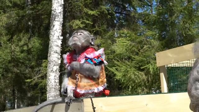 Яванская макака в контактном зоопаркеI8(916)702-11-08 Москва смотреть онлайн