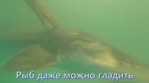 Пшадская форель ( рыбное хозяйство)