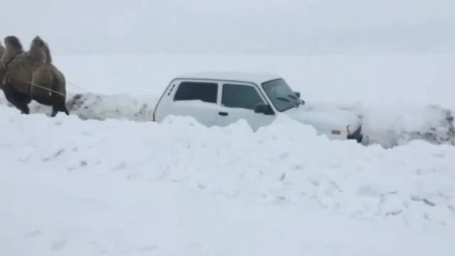 В Саратове верблюд вытянул застрявшую на дороге "Ниву" смотреть онлайн