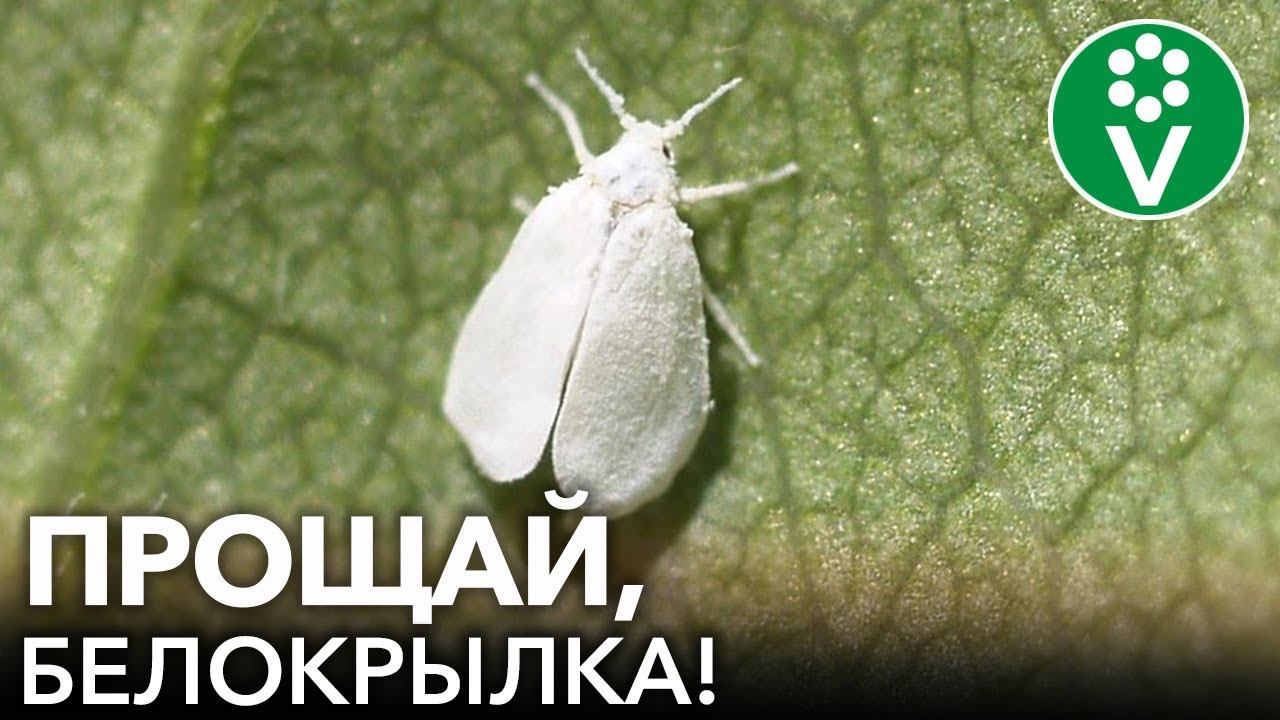 БЕЛОКРЫЛКА УЖЕ ЛЕТАЕТ! Спасаем растения от белокрылки без 