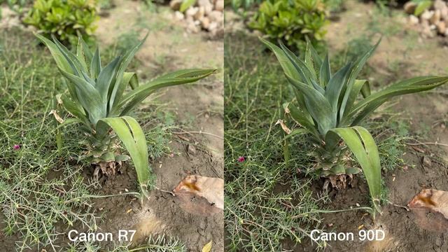 Canon EOS R7 Vs Canon EOS 90D Camera Comparision