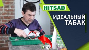 Ошибки при посадке Табака  Как получить большой урожай Табака (18+)